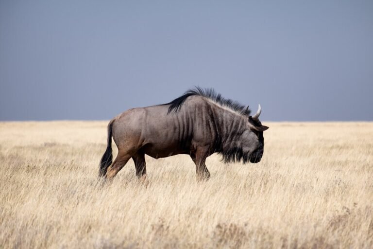 7 Days – Best of Northern Tanzania Safari