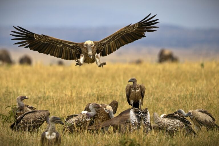 6 Days – Tanzania Classic Safari & Cultural Experience