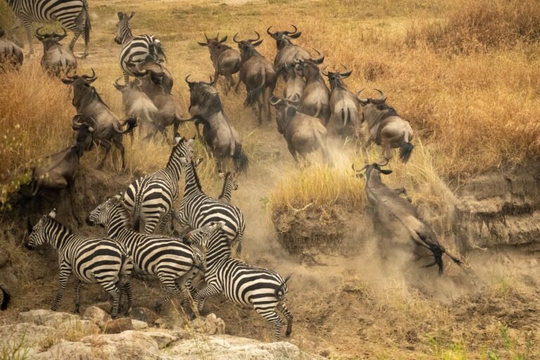 4 Days – Wildebeest Migration Safari